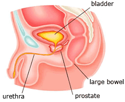 Illustration of the prostate gland